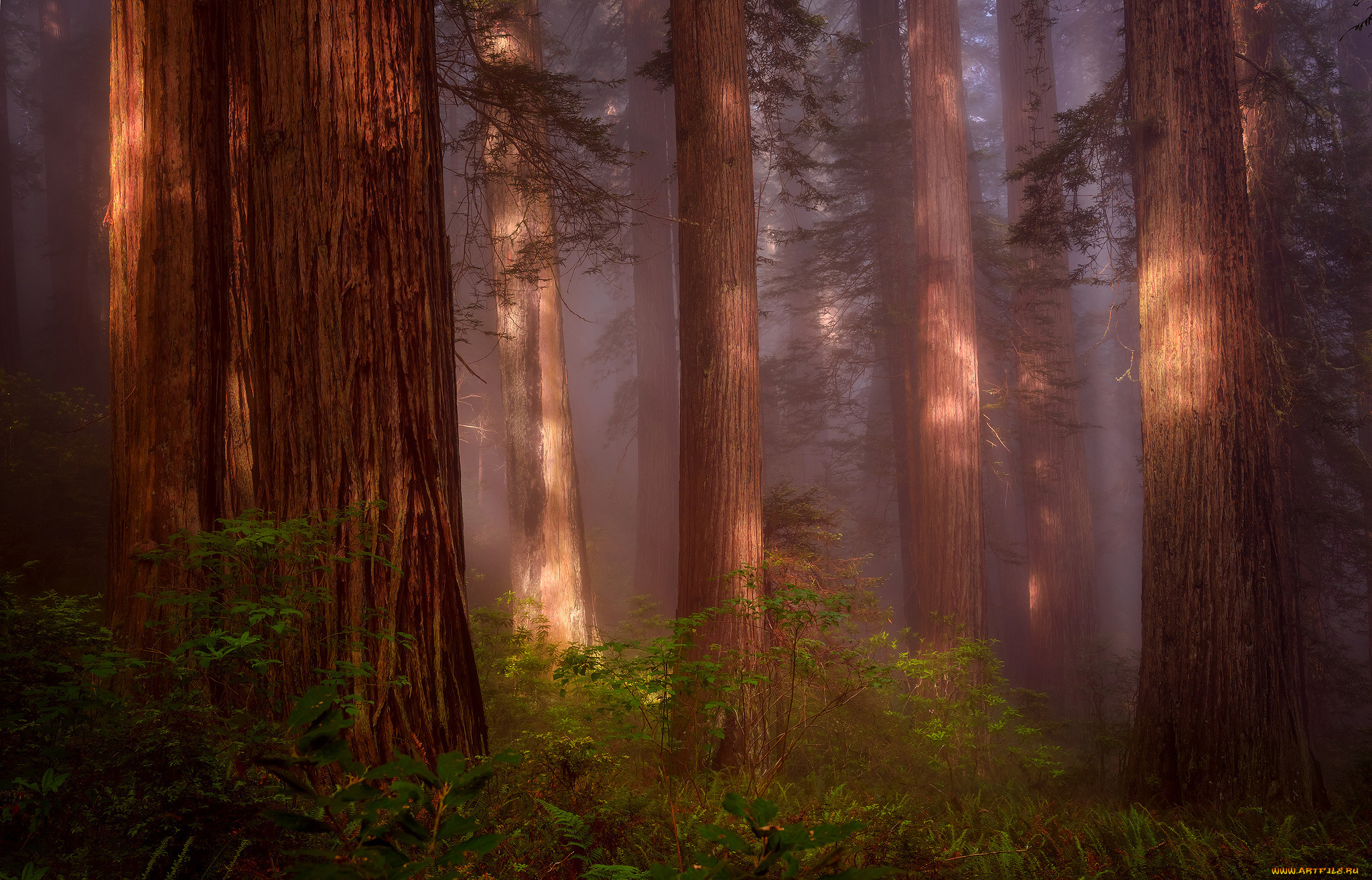 , , , , redwood, grove, , , 